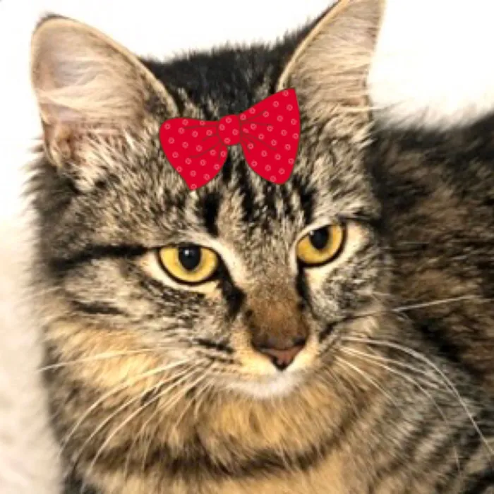 Gato raça SRD-ViraLata idade 7 a 11 meses nome Canela 