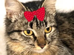 Gato raça SRD-ViraLata idade 7 a 11 meses nome Canela 