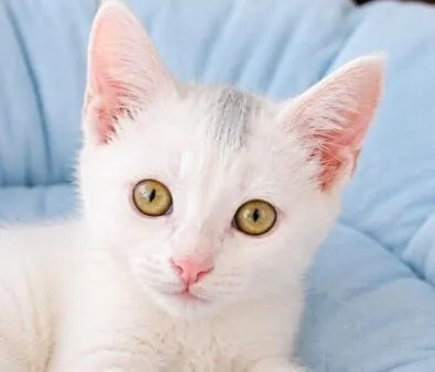 Gato raça SRD-ViraLata idade 2 a 6 meses nome Algodão 