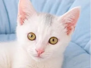 Gato raça SRD-ViraLata idade 2 a 6 meses nome Algodão 
