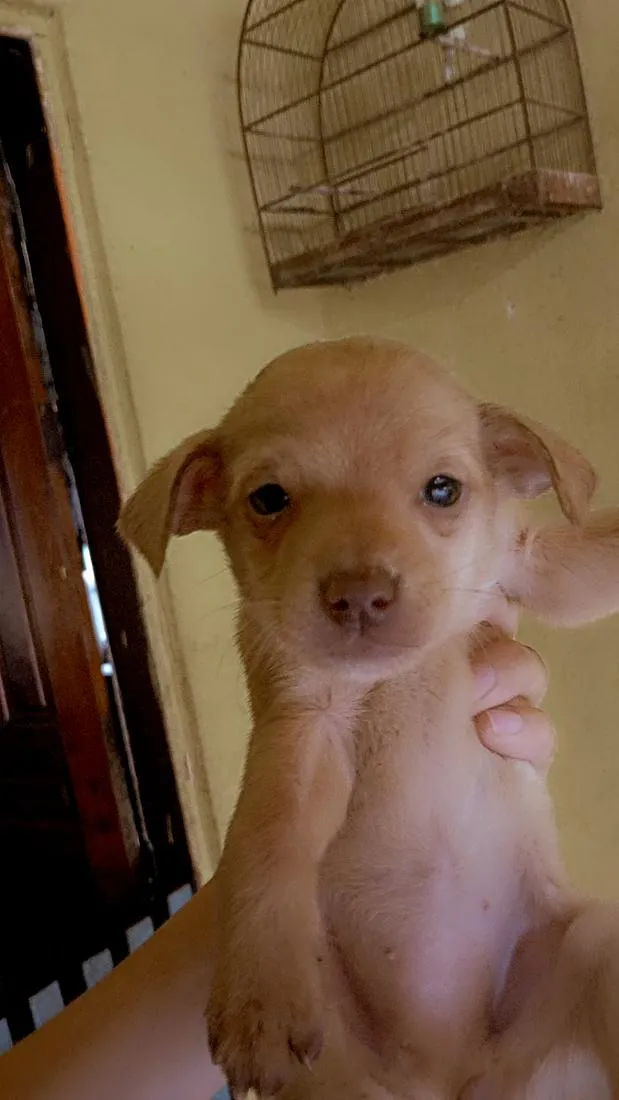 Cachorro raça SRD-ViraLata idade Abaixo de 2 meses nome Não tem 