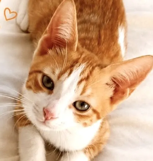 Gato raça SRD-ViraLata idade 2 a 6 meses nome Nino 