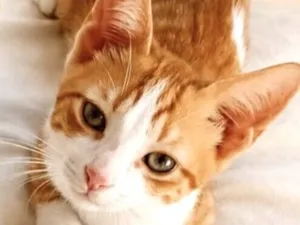 Gato raça SRD-ViraLata idade 2 a 6 meses nome Nino 