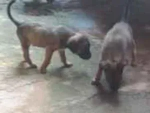 Cachorro raça SRD-ViraLata idade 2 a 6 meses nome bily e o doly