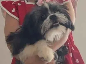 Cachorro raça Shitzu idade 2 a 6 meses nome skye