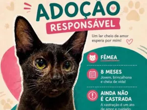 Gato raça SRD-ViraLata idade 7 a 11 meses nome Negresquinha