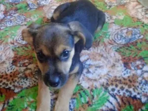 Cachorro raça beagle idade Abaixo de 2 meses nome Morgana