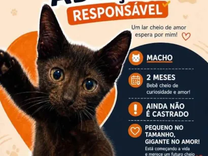 Gato raça SRD-ViraLata idade 2 a 6 meses nome Morceguinho
