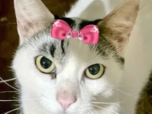 Gato raça SRD-ViraLata idade 1 ano nome Luna 