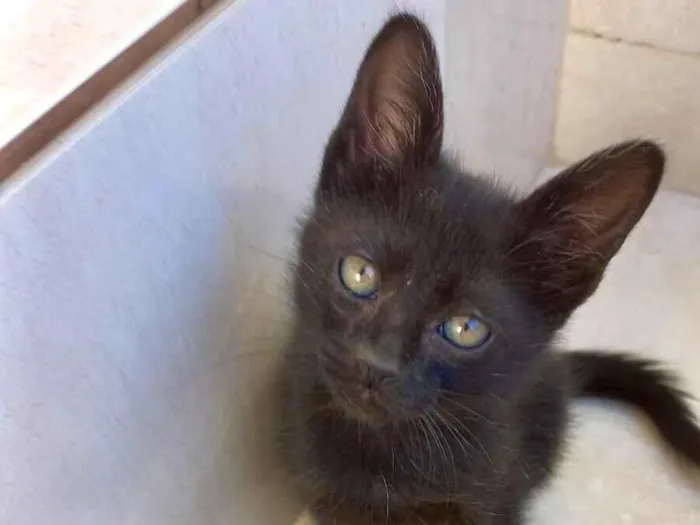 Gato raça SRD-ViraLata idade Abaixo de 2 meses nome Miao bb2 meses lindo 