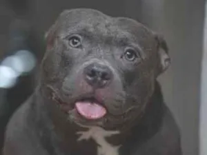 Cachorro raça SRD-ViraLata idade 3 anos nome Thor