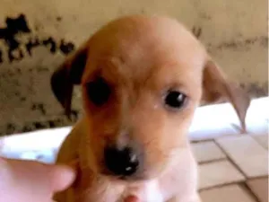 Cachorro raça SRD-ViraLata idade Abaixo de 2 meses nome Não tem 