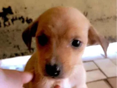 Cachorro raça SRD-ViraLata idade Abaixo de 2 meses nome Não tem 