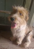 Cacau