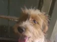 Cacau