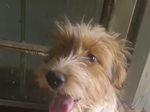 Cachorro raça SRD-ViraLata idade 2 a 6 meses nome Cacau