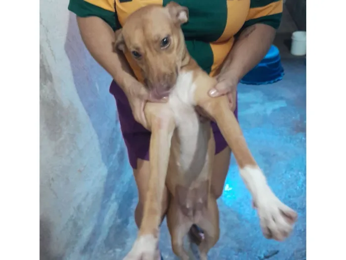 Cachorro raça SRD-ViraLata idade 1 ano nome antonia