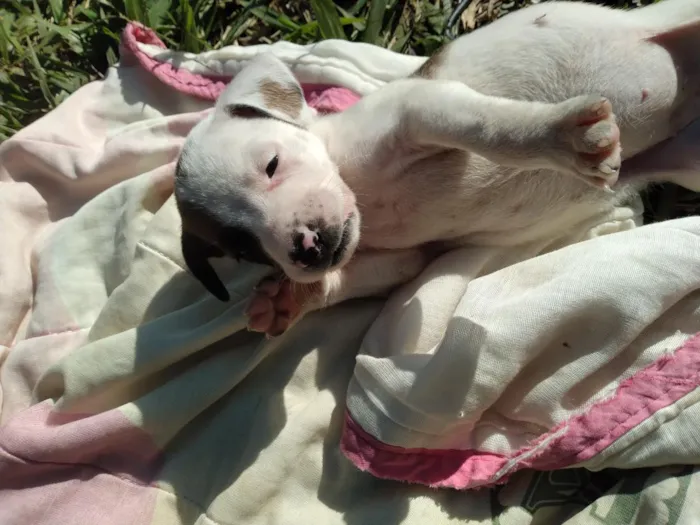 Cachorro raça SRD-ViraLata idade Abaixo de 2 meses nome lika 
