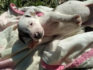 Cachorro raça SRD-ViraLata idade Abaixo de 2 meses nome lika 
