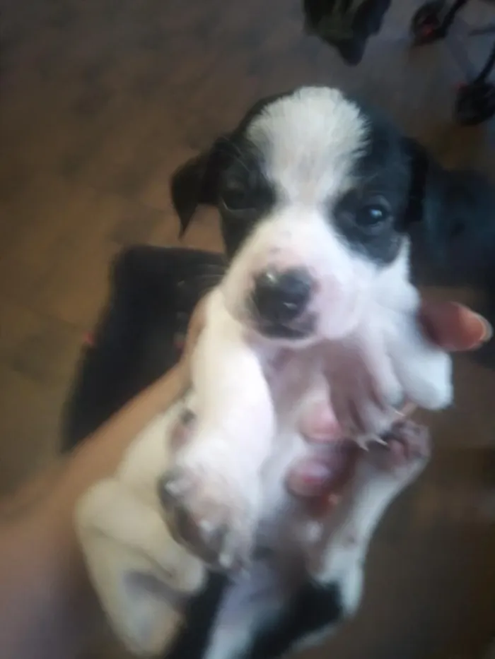 Cachorro raça SRD-ViraLata idade Abaixo de 2 meses nome nico 
