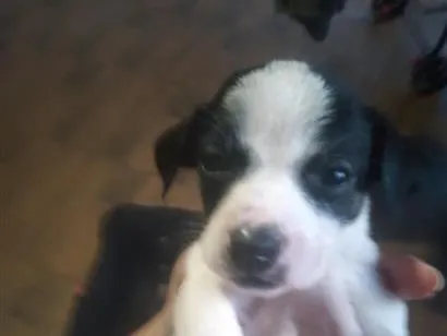 Cachorro raça SRD-ViraLata idade Abaixo de 2 meses nome nico 