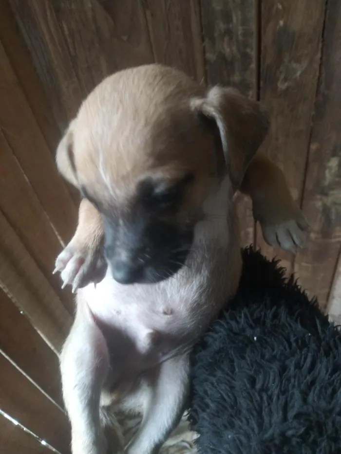 Cachorro raça SRD-ViraLata idade Abaixo de 2 meses nome spaik 