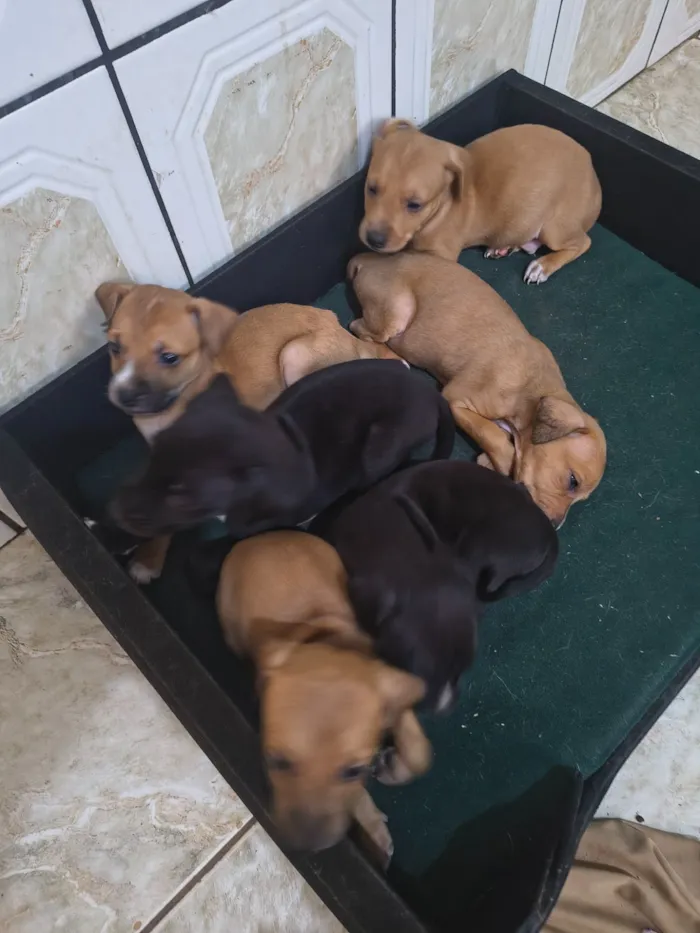 Cachorro raça SRD-ViraLata idade Abaixo de 2 meses nome bebezinhos 