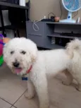 Bobby 