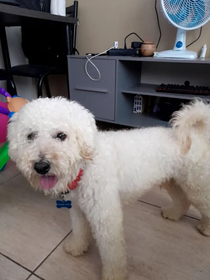 Cachorro raça Poodle idade 2 anos nome Bobby 