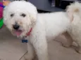 Bobby 