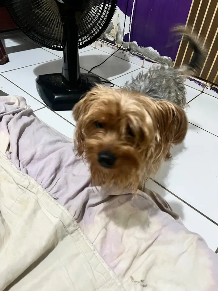 Cachorro raça SRD-ViraLata idade 2 anos nome Patinha 
