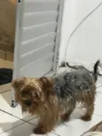 Patinha 
