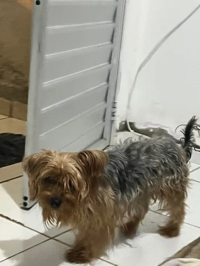 Cachorro raça SRD-ViraLata idade 2 anos nome Patinha 