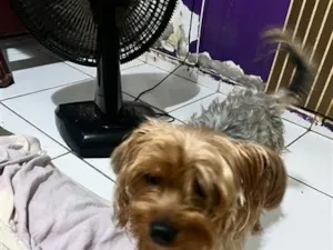 Cachorro raça SRD-ViraLata idade 2 anos nome Patinha 