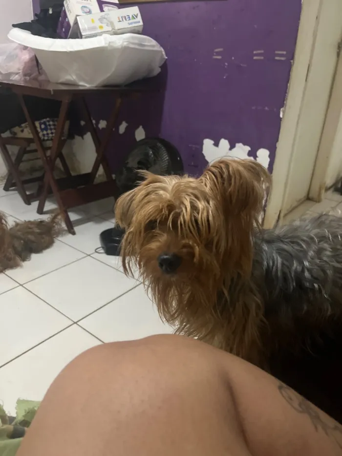 Cachorro raça SRD-ViraLata idade 2 anos nome Kokao 