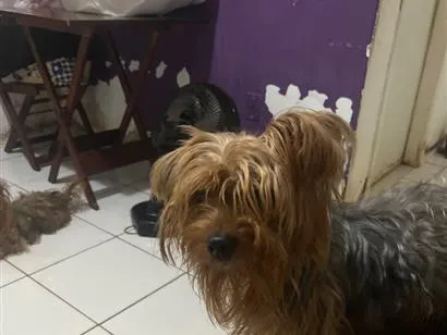 Cachorro raça SRD-ViraLata idade 2 anos nome Kokao 