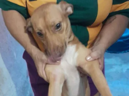 Cachorro raça SRD-ViraLata idade 1 ano nome antonia