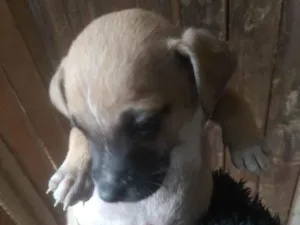 Cachorro raça SRD-ViraLata idade Abaixo de 2 meses nome spaik 