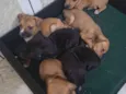 bebezinhos 