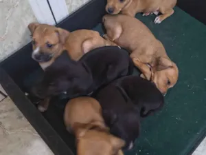 Cachorro raça SRD-ViraLata idade Abaixo de 2 meses nome bebezinhos 