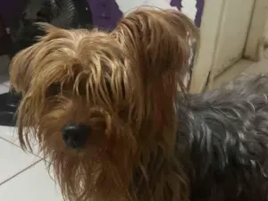 Cachorro raça SRD-ViraLata idade 2 anos nome Kokao 