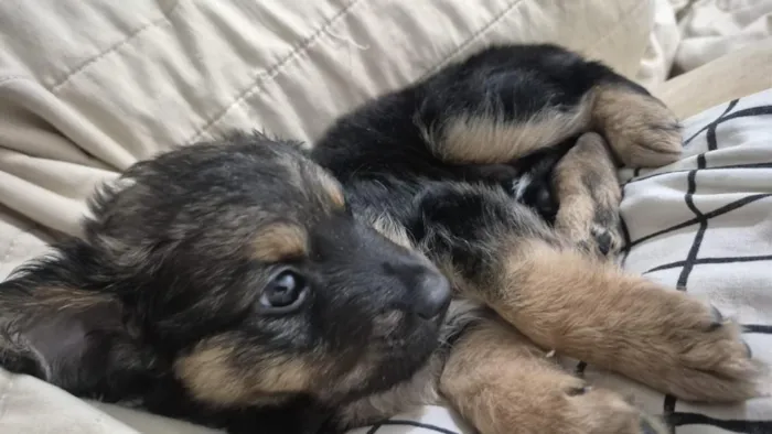 Cachorro raça SRD-ViraLata idade 2 a 6 meses nome doação filhote macho