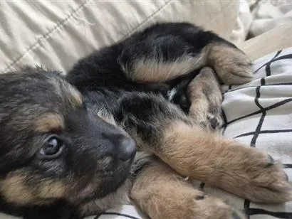 Cachorro raça SRD-ViraLata idade 2 a 6 meses nome doação filhote macho