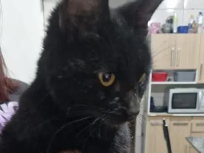 Gato raça SRD-ViraLata idade 2 a 6 meses nome nao tem nome