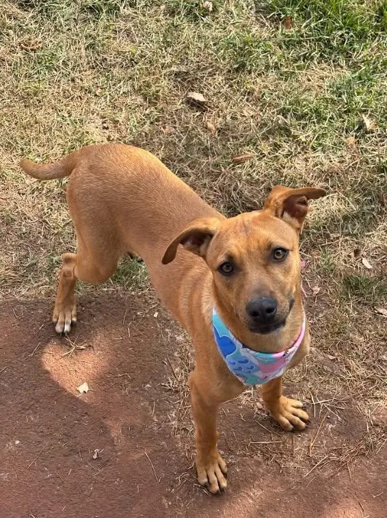 Cachorro raça SRD-ViraLata idade 7 a 11 meses nome Atlas