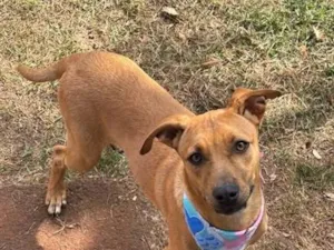 Cachorro raça SRD-ViraLata idade 7 a 11 meses nome Atlas