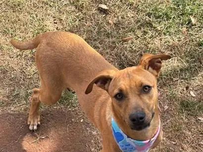 Cachorro raça SRD-ViraLata idade 7 a 11 meses nome Atlas