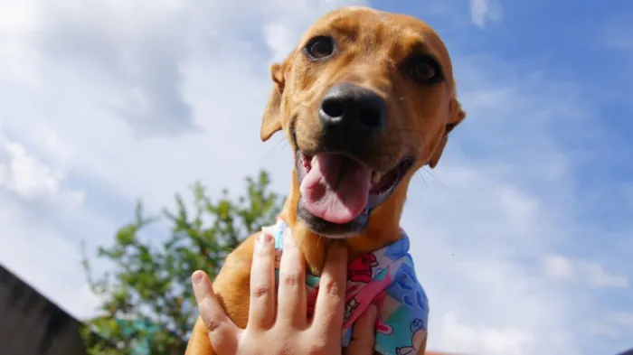 Cachorro raça SRD-ViraLata idade 7 a 11 meses nome Atlas