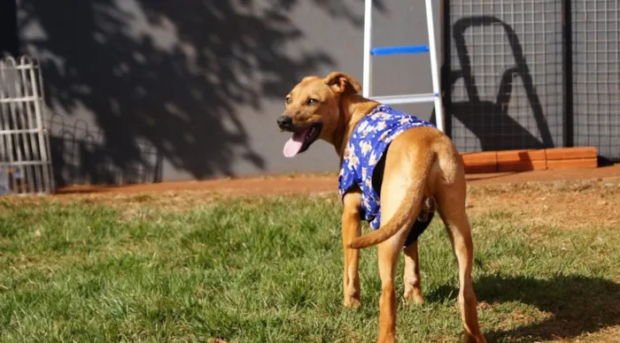 Cachorro raça SRD-ViraLata idade 7 a 11 meses nome Atlas