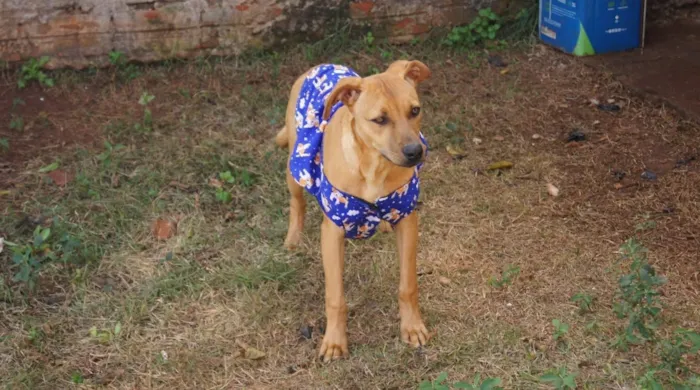 Cachorro raça SRD-ViraLata idade 7 a 11 meses nome Atlas